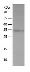 Recombinant Human THAP11/人源THA