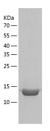 Recombinant Human PDE6D/人源PDE6