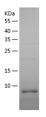 Recombinant Human PCP4L1/人源PCP