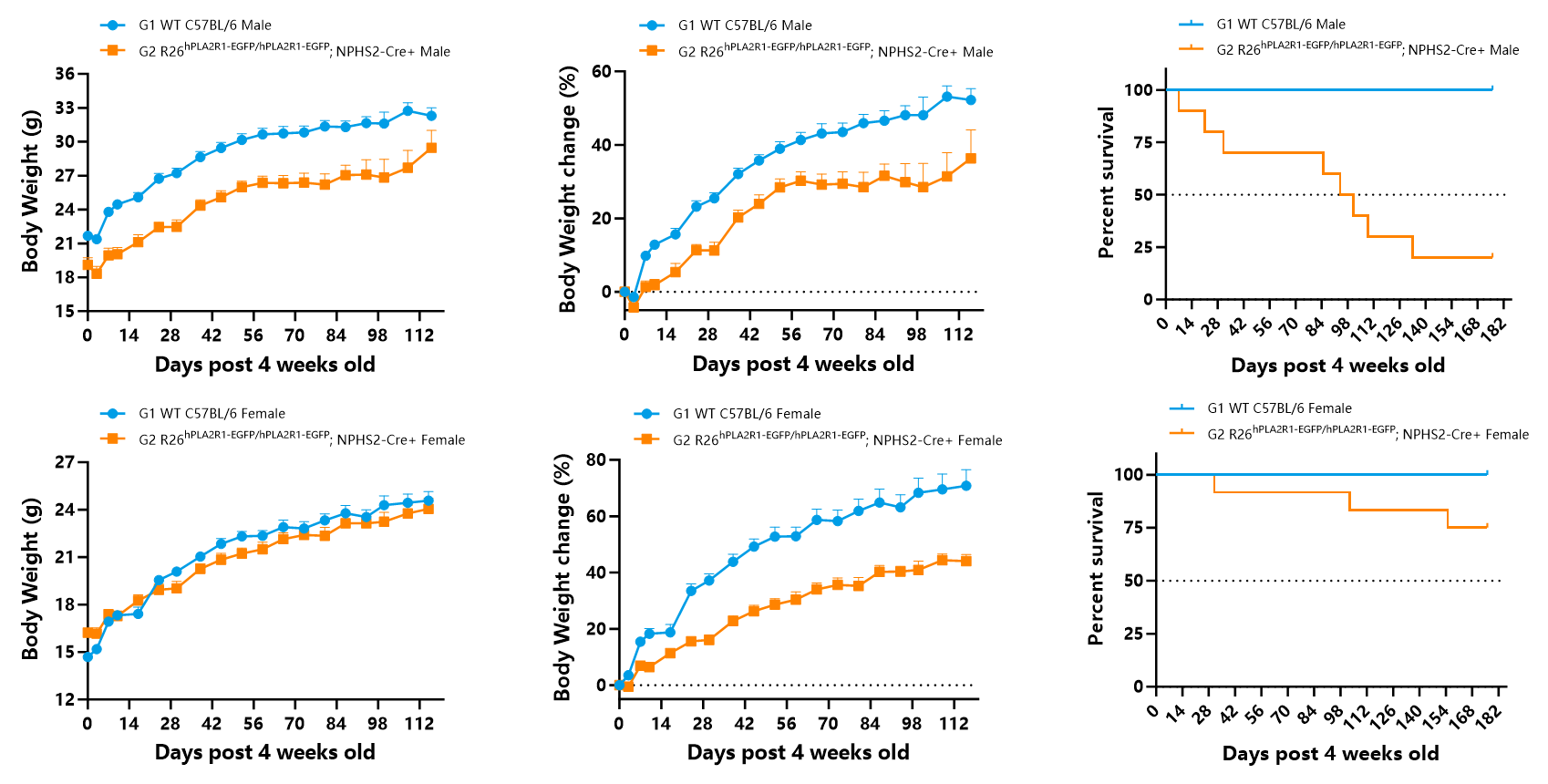 瞄准PLA2R1！无需干预，南模生物自发膜性肾病模型