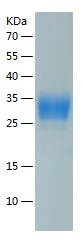 Recombinant Human CEACAM21/人源C