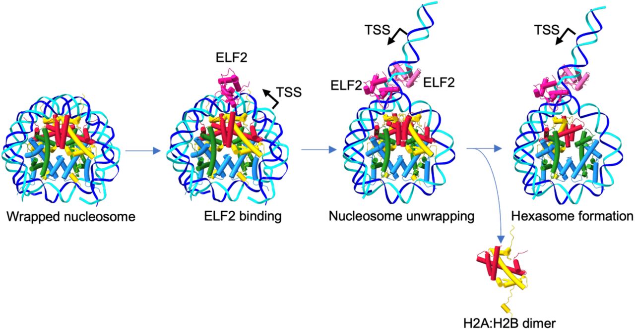 重组人ELF2蛋白 | Recombinant Human