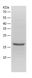 Recombinant Human PTGES3/人源PTG