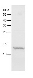 Recombinant Human MYL6/人源MYL6蛋
