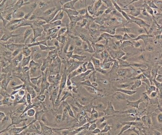猴肝非实质细胞全景图:从细胞异质性到疾病治疗靶点