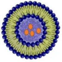 兼具靶向性、荧光成像与联合化疗功能的脂质体纳米载体—FA修饰、尼罗红标记和DOX/PTX共递送