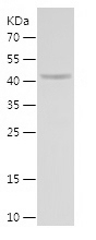 Recombinant Human EIF3I/人源EIF3