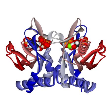 重组滑液囊支原体Adenine phosphoribosyltransferase (apt)蛋白