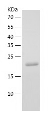 Recombinant Human YKT6/人源YKT6蛋