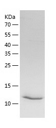 Recombinant Human ITLN2/人源ITLN