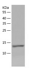 Recombinant Human LAGE3/人源LAGE