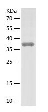 Recombinant Human LMNB2/人源LMNB
