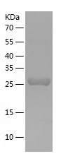 Recombinant Human DCUN1D4/人源DC