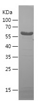 Recombinant Human DPYSL5/人源DPY