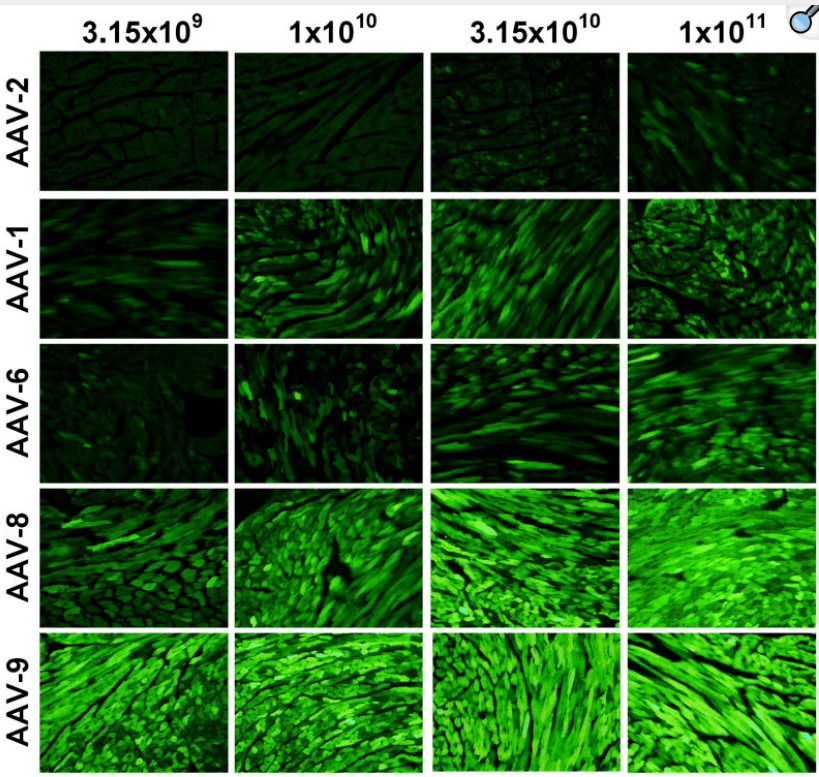AAV靶向心脏研究指南