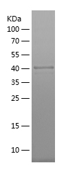 Recombinant Human SLCO4C1/人源SL