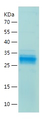 Recombinant Human MYBL2/人源MYBL