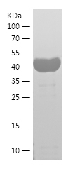 Recombinant Human SEPTIN2/人源SE
