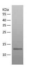 Recombinant Human Ndfip1/人源Ndf