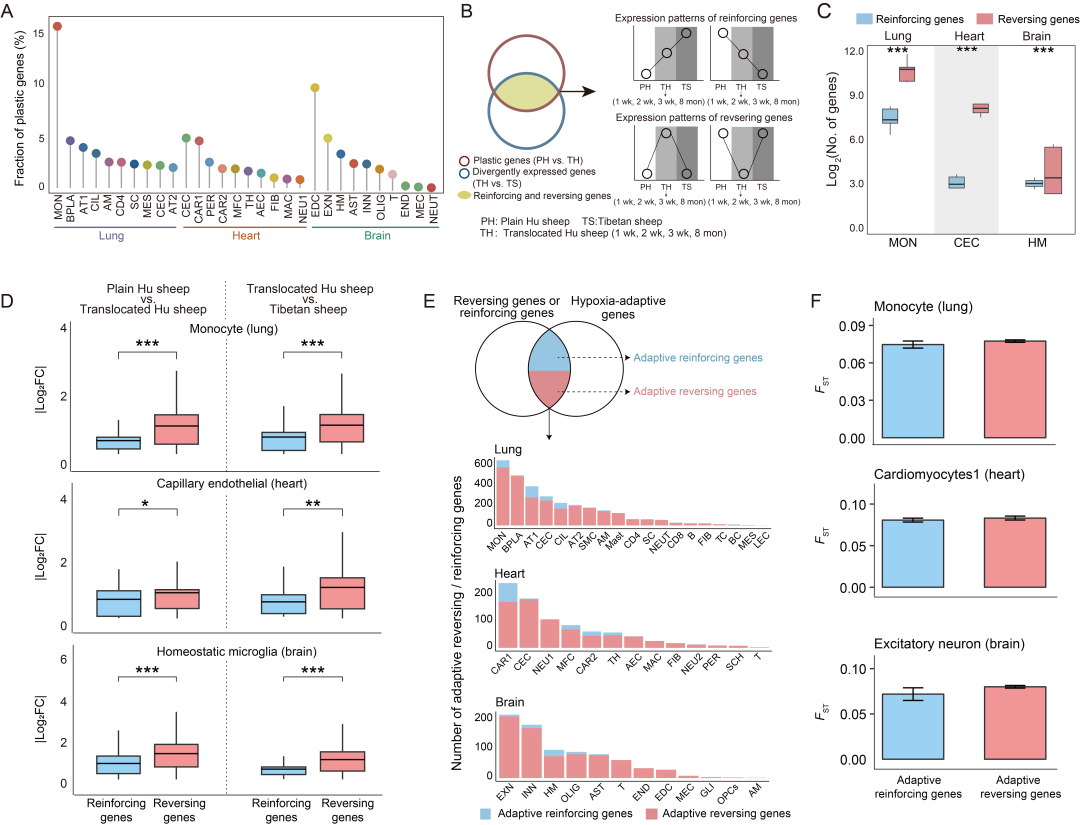 项目文章 | 单细胞+单细胞核测序揭示了表型可塑性与遗传进化的关系以及低氧适应的细胞调控机制