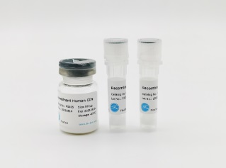 Recombinant Human Laminin 111