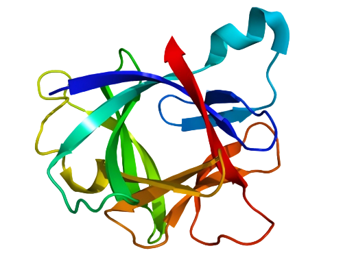 重组人IL-1 beta蛋白 | Recombinant H