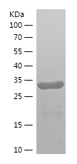 Recombinant Human SEMG1/人源SEMG