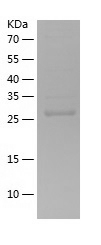 Recombinant Human PIM1/人源PIM1蛋