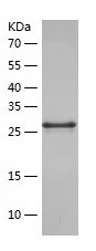 Recombinant Human PCDHGB4/人源PC