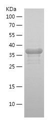 Recombinant Human RPA2/人源RPA2蛋