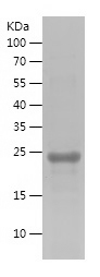 Recombinant Human SPATA22/人源SP