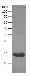 Recombinant Human SAA2/人源SAA2蛋