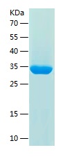 Recombinant Human AFAP1L1/人源AF