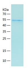 Recombinant Human FIGNL1/人源FIG