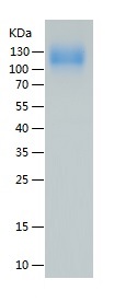 Recombinant Human Siglec-10/人源