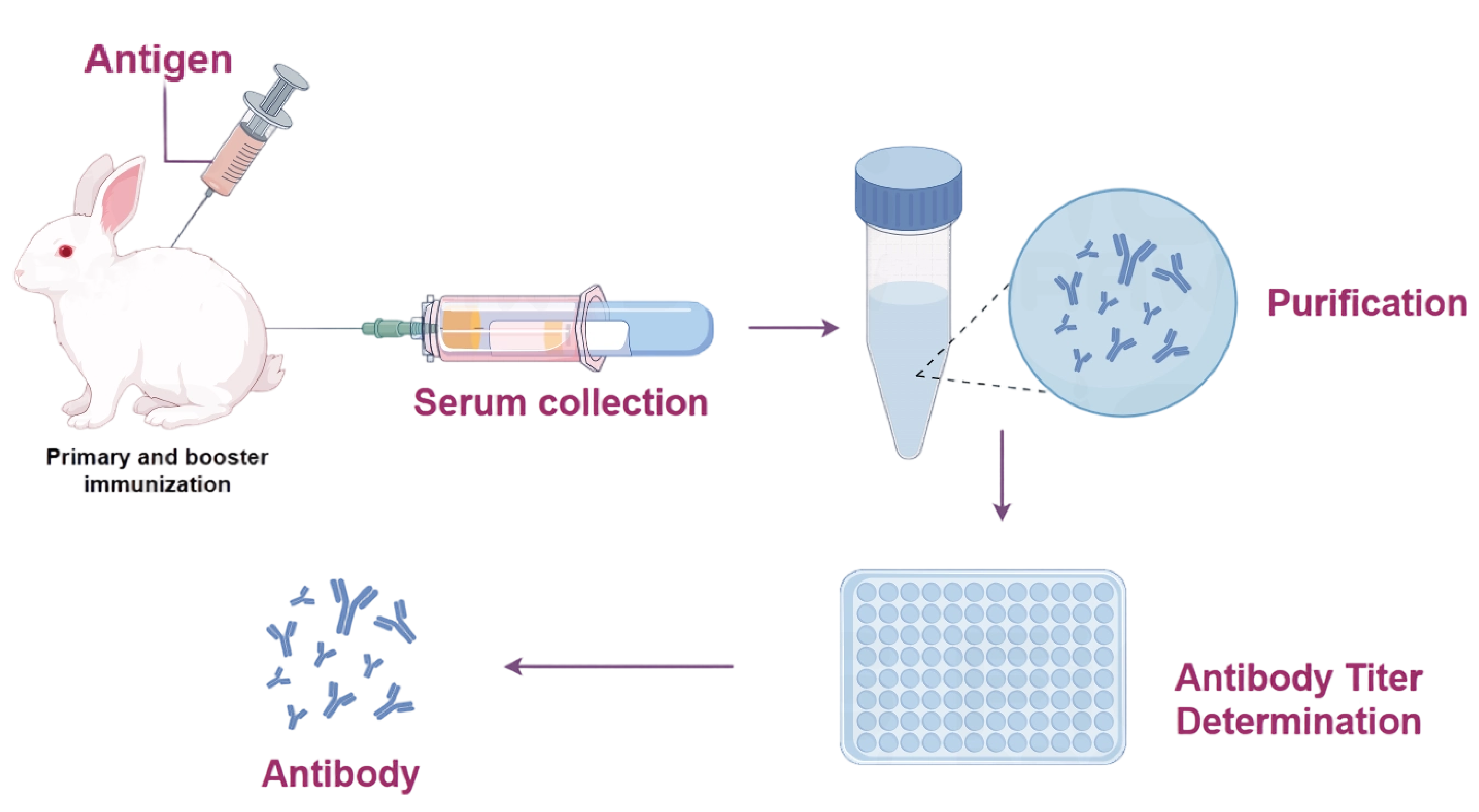 单克隆抗体和多克隆抗体的区别