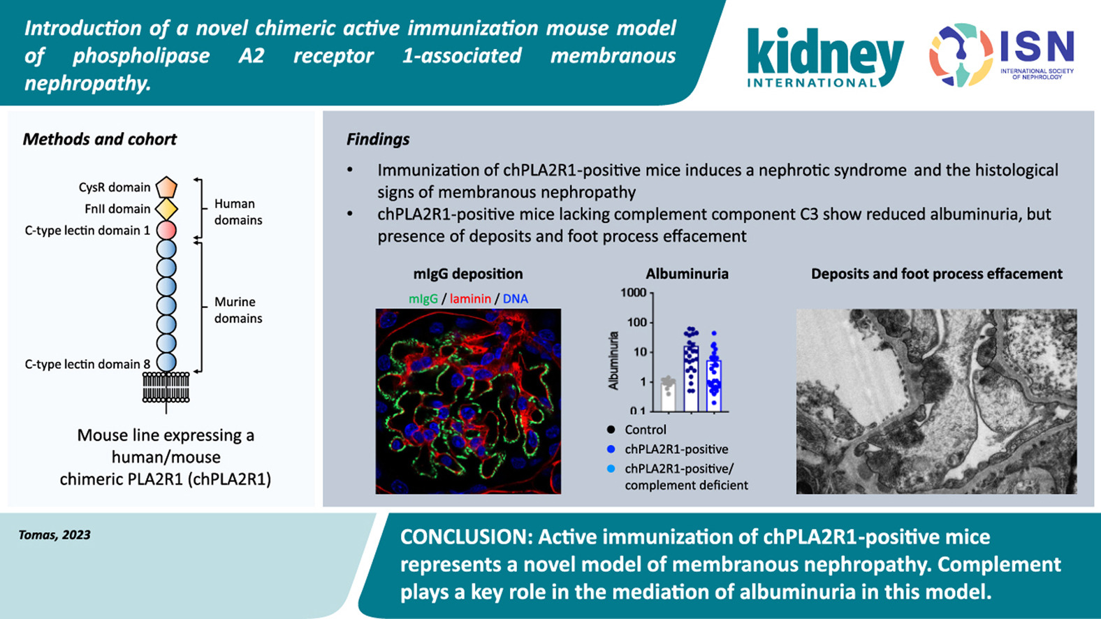 瞄准PLA2R1！无需干预，南模生物自发膜性肾病模型