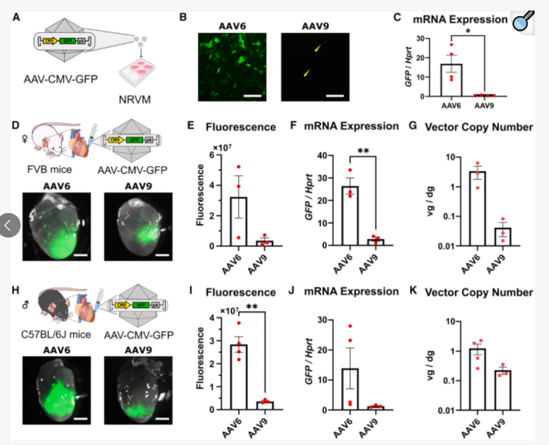 AAV靶向心脏研究指南