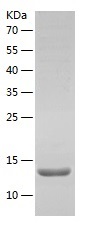Recombinant Human IL-13/人源IL-1