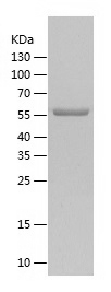 Recombinant Human RGS14/人源RGS1