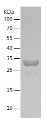Recombinant Human PGAM1/人源PGAM