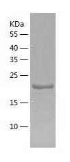 Recombinant Human IFI30/人源IFI3