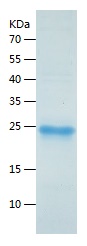 Recombinant Human YAP1/人源YAP1蛋