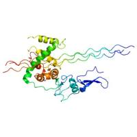 重组人COL3a1蛋白 | Recombinant Human Collagen Type III Alpha 1 (COL3a1), His-tag, GST-tag