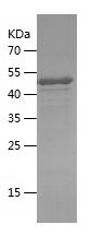 Recombinant Human SETD1B/人源SET