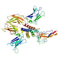 重组人IL-2RG蛋白 | Recombinant Human IL-2RG, 23-254aa, His-tag