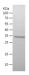 Recombinant Human TMPRSS4/人源TM