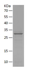 Recombinant Human BTN3A3/人源BTN