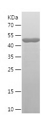Recombinant Human MRPL44/人源MRP