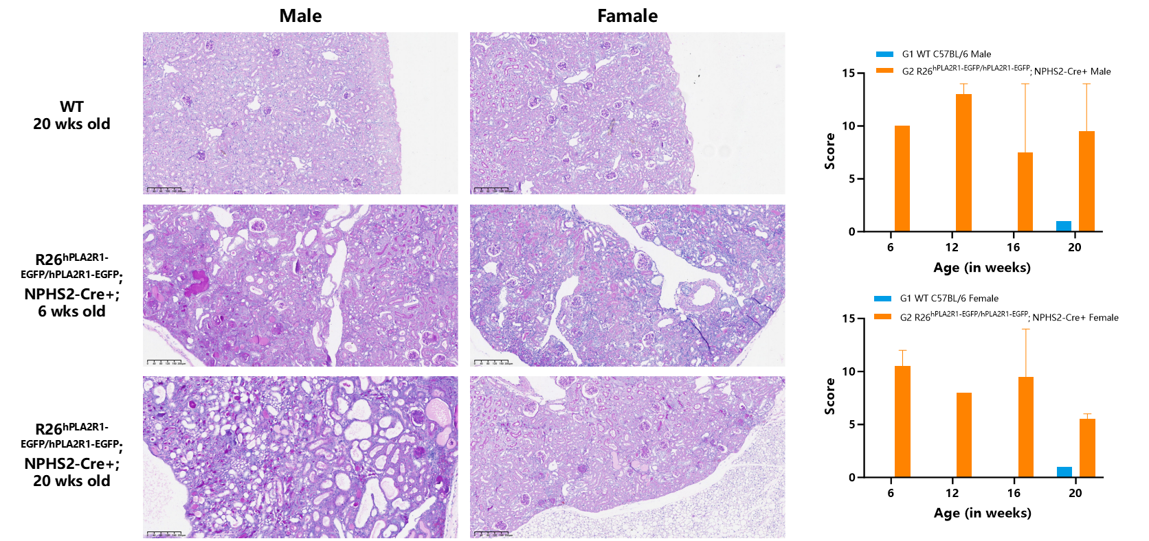 瞄准PLA2R1！无需干预，南模生物自发膜性肾病模型